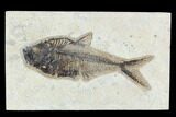 Fossil Fish (Diplomystus) - Green River Formation #129557-1